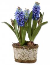 MEDITERRANEAN BLUE HYACINTH